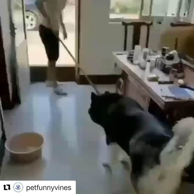 ジェニファー・エスポジートのインスタグラム：「Me when they say it’s safe to be out in the world again.  🖕U covid    #Repost @petfunnyvines with @get_repost ・・・ Hey! You’re not leaving me 😌😂 Credit @account_cutee Follow @petfunnyvines for more」