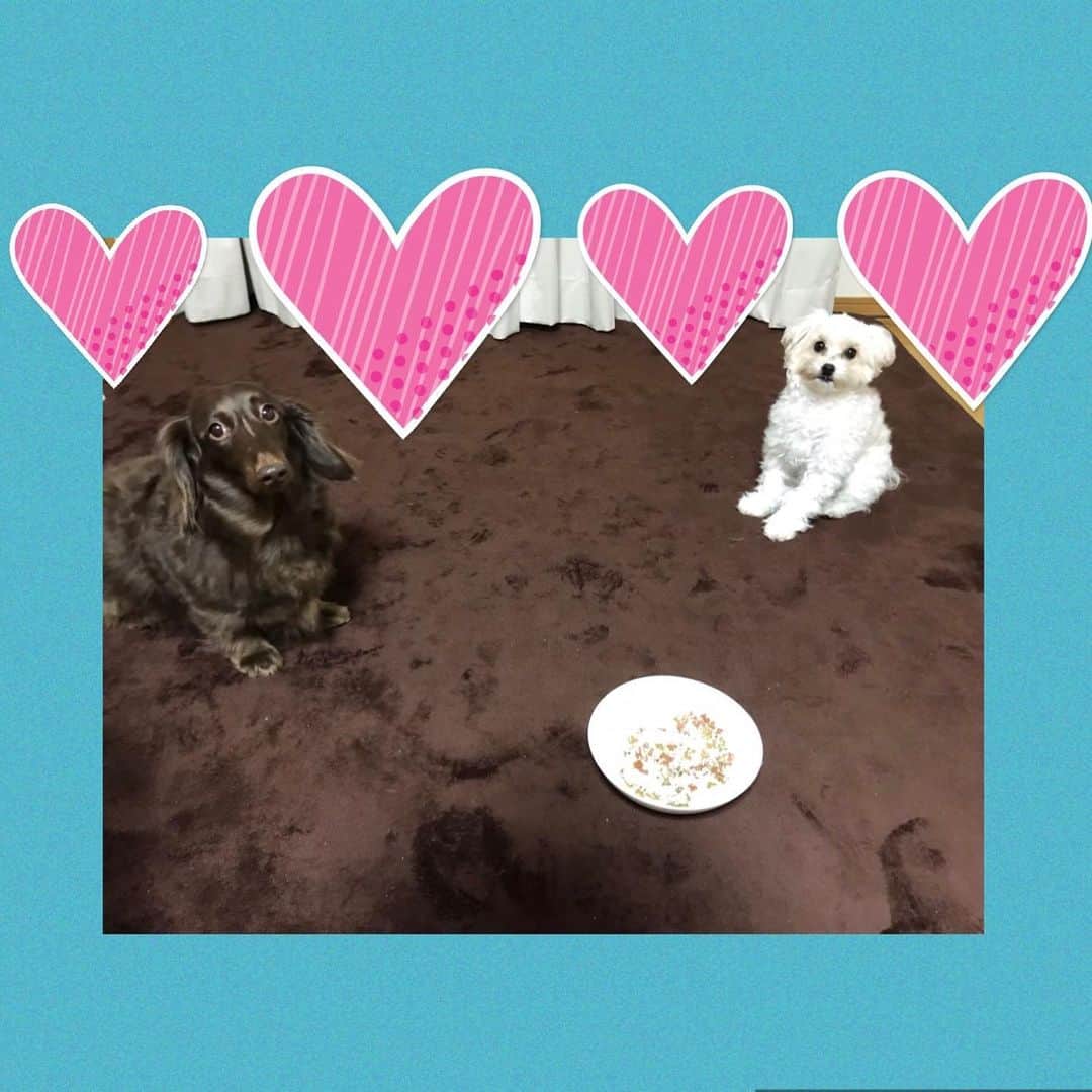 優奈のインスタグラム：「🐩🐶💓  1/31(SUN)⭐️  ICHIさんのラジオ番組に 14:00〜 Zoom出演させて頂く事になりました😆  アプリからお聴き頂けるようです😆  よければどうぞ宜しくお願い致します😆  🎵✨🌈⭐️ご縁に感謝です😆⭐️🌈  レディオ湘南　公式 http://www.radioshonan.co.jp/index.php  https://www.radioshonan.co.jp/djindex/ichi.html  レディオ湘南アプリ レディオ湘南 of using FM++ https://fmplapla.com/radioshonan/  #レディオ湘南アプリ #ichi さん　#dancer #ラジオパーソナリティー  #singeryuuna #zoom出演  #癒しのこたち　　　　 #待て  #待て中  #待て中の顔が好き   #癒しと可愛さに感謝  #わんだふるらいふ 🐶🐩💓」