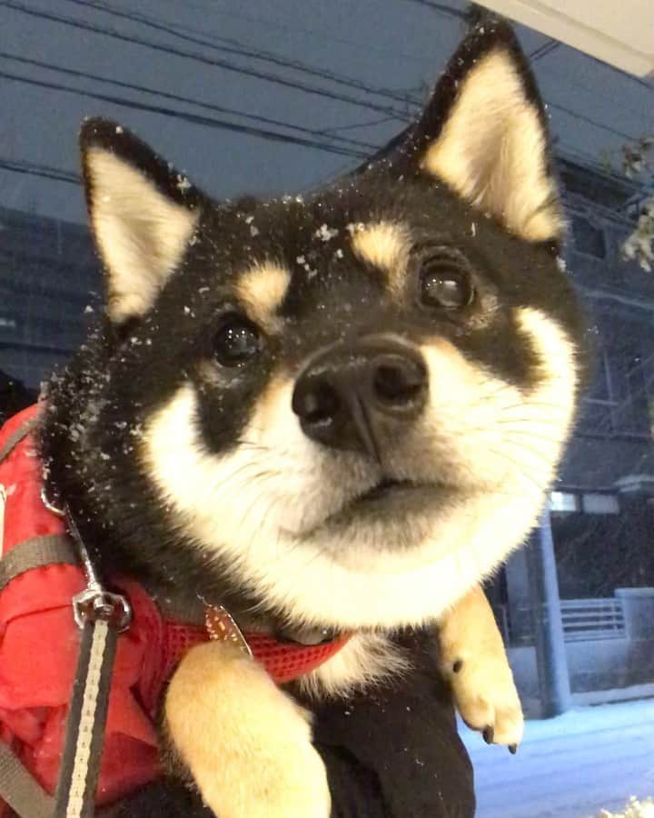 まめ丸のインスタグラム：「* * 今日は雪❄️ふったよ🐶💓 ちょっとだけだったからお外にいけなかったー🐶💦 これは前にけっこうふったときのやつ🐶⛄️ * I  like snow🐶☃️💓 * #また雪あそびしたいな #さむいのキライだけど雪はすき * #柴犬#豆柴#柴#黒柴#犬#しばいぬ#ふわもこ部#shiba#shibainu#shibastagram#shibadog#puppylove#puppy#instadog#dogstagram#dog#pet#petstagram#adorable#cute#cutedog#worldofcutepets#dailyfluff#weeklyfluff#まめ丸と雪 ☃️」