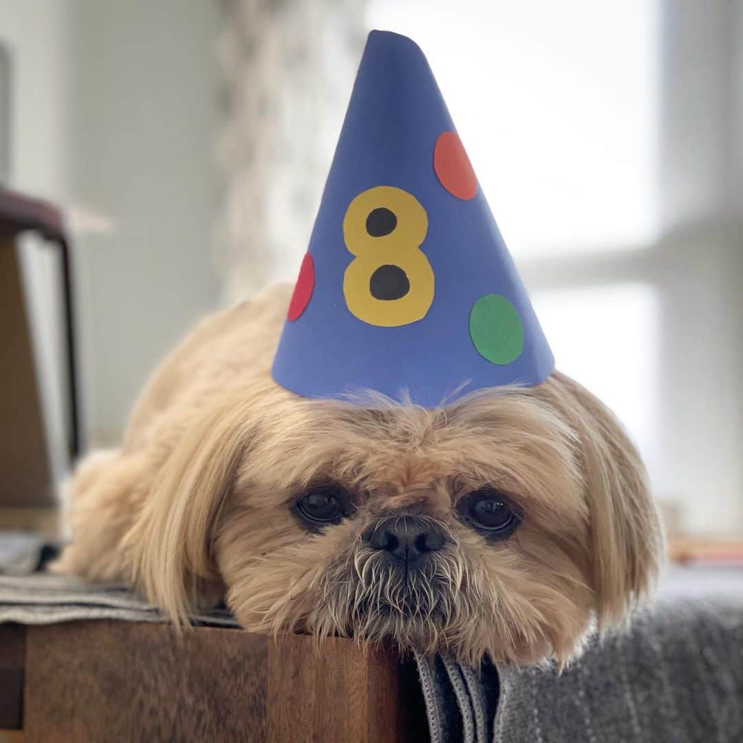 Dougie the Shih Tzuのインスタグラム：「Happy 8th birthday, Dougie! ❤️」