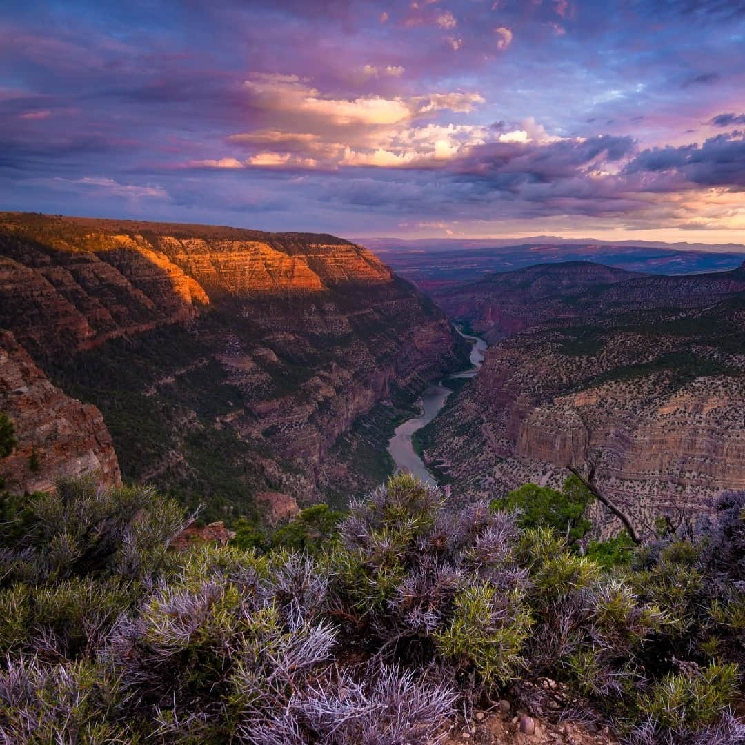 アメリカ内務省さんのインスタグラム写真 - (アメリカ内務省Instagram)「Famous for its dinosaur fossils, Dinosaur National Monument in #Utah and #Colorado is so much more. The park is also home an array of wildlife, deep canyons, night skies, Fremont petroglyphs, homestead sites and wild rivers winding through spectacular backcountry. Photo of @DinosaurNPS by Tom Tolbert (ShareTheExperience.org).」1月29日 0時01分 - usinterior