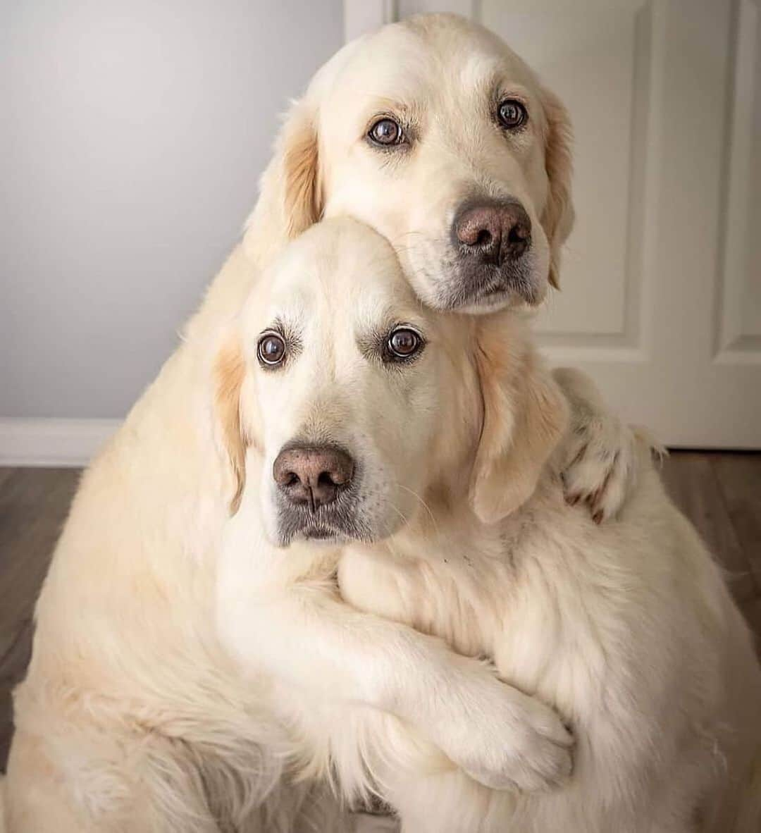 animalsさんのインスタグラム写真 - (animalsInstagram)「Just a couple of best friends 🐶  Tag someone you love ❤️ Photo by: @gracewunder」1月29日 0時02分 - babyanmlpics