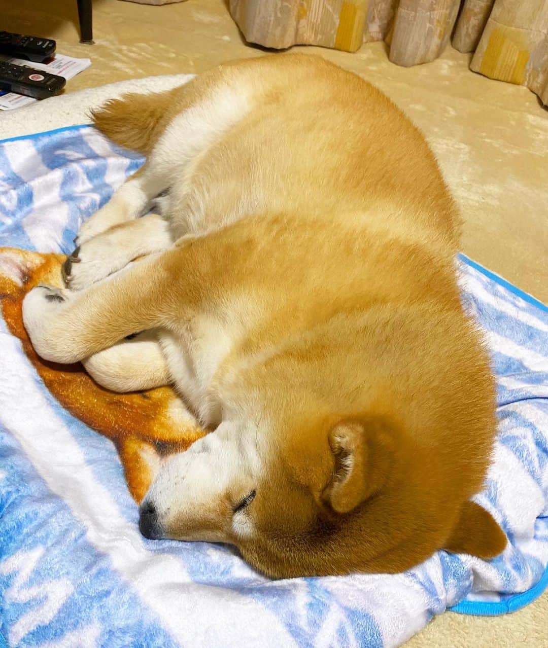 まる（まるたろう）のインスタグラム：「Good night!✨🐶💤✨雪は積もらなかったけど明日はあの日だし良しとするか #なんってったって繰越だからね #家族で分け合えたりもするかな #ママに分けてあげよかな🤔 #MM隊のみんなにも #むふふのふ」
