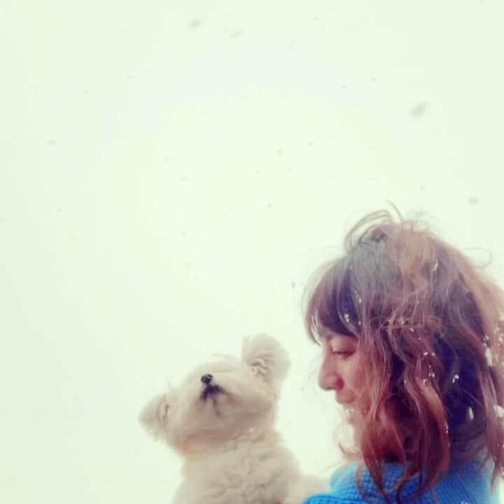 チャン・リーメイのインスタグラム：「Look, it's snowing!  ❄️ It snowed the year he first came☺️✨ ❄️ We wonder if we're going to get some snow tonight. ❄️ #itssnowing  #snowydog  #雪と犬 #nodognolife #snowsnowsnow」