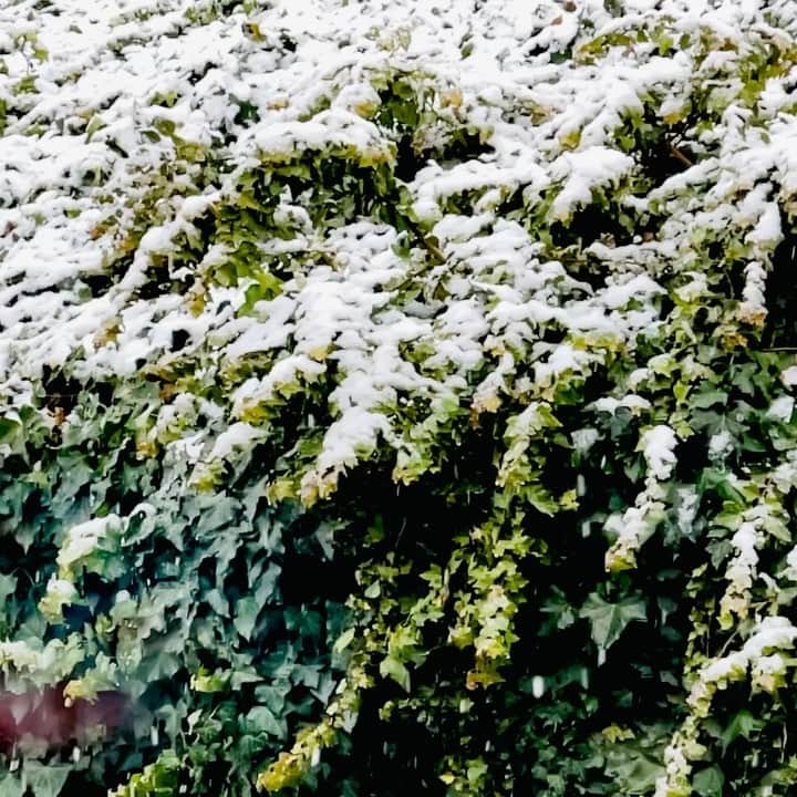 佐藤東弥のインスタグラム：「落ち着きますよね 雪」