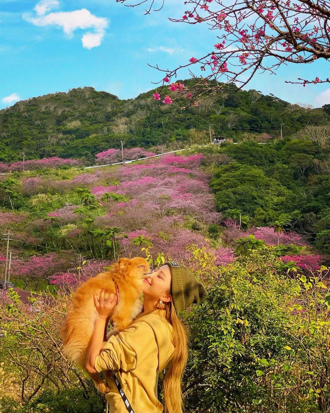 ちゃんもりさんのインスタグラム写真 - (ちゃんもりInstagram)「初めて沖縄の桜見に行ってきた❤︎❤︎ 沖縄はこの時期が桜の時期🌸まだ7分咲きだったけど綺麗すぎた🥺！！！ ヤシの木🌴と桜の木🌸が並ぶ不思議な初めての景色💕 太陽が気持ちくて空気がきれいで沖縄好きだなあって思えた1日🏝💯🧡🕊 . . . #沖縄#本当北部#本部町#山登り#八重岳#山ガール#登山#アクティブ#アクティブ女子#絶景スポット#日本の絶景#沖縄観光#沖縄移住#沖縄旅行#観光スポット#映えスポット#お花見#沖縄桜#愛犬とお出かけ#okinawa#mountain#okinawajapan#okinawalife#okinawatrip#mountainview#japanesegirl#genic_mag#genic_okinawa#genic_japan#japantravel」1月28日 15時54分 - xx817.a