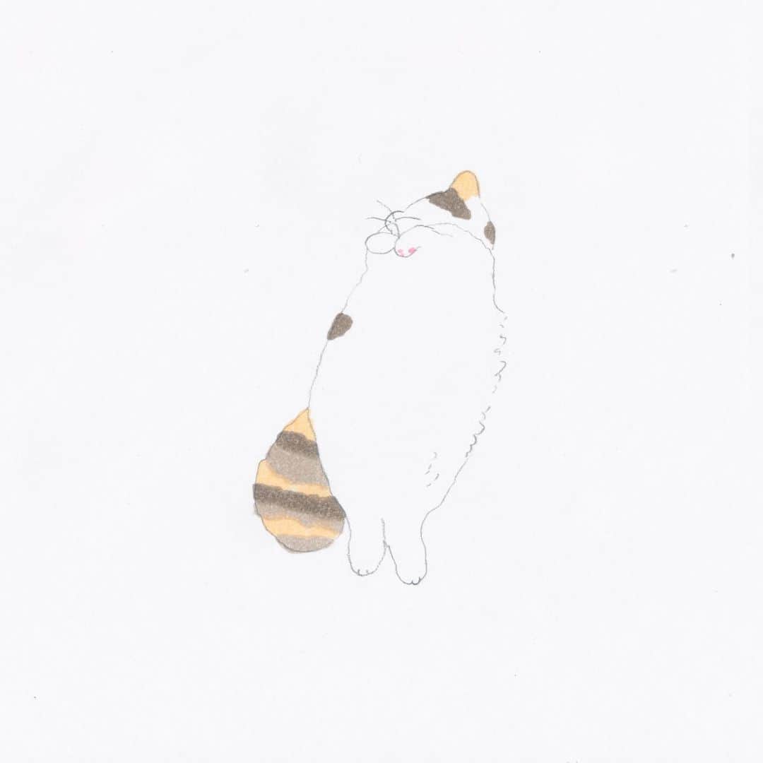 コンドウアキさんのインスタグラム写真 - (コンドウアキInstagram)「#とある猫の日常 #猫 #cat」1月28日 15時48分 - akikondo_insta