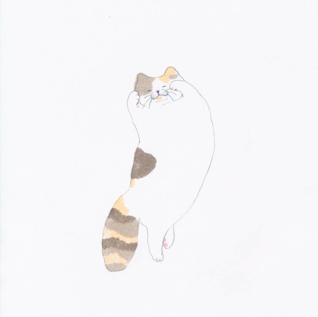 コンドウアキさんのインスタグラム写真 - (コンドウアキInstagram)「#とある猫の日常 #猫 #cat」1月28日 15時48分 - akikondo_insta