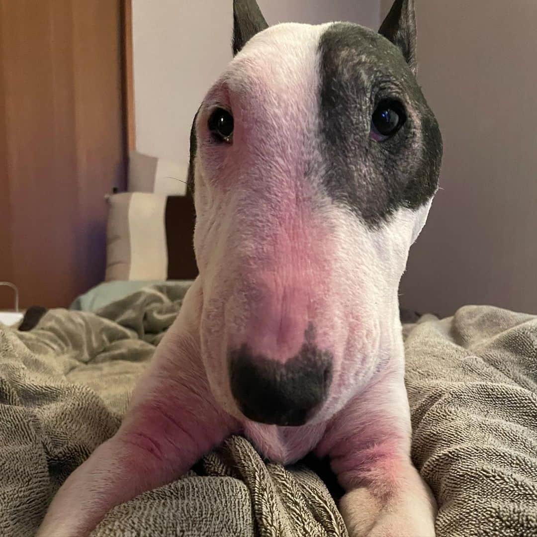 のインスタグラム：「#minituru#bull#terrier#minibullterrier#miniturubullterrier#dog#dogstagram#cute#qtaro#love#family#ミニチュア#ブルテリア#ミニチュアブルテリア#Q太郎」