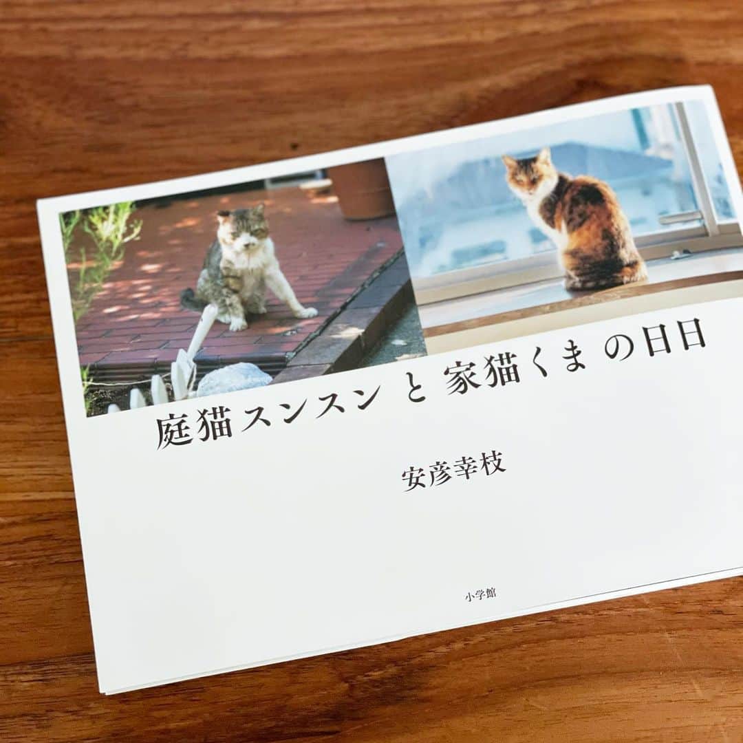 AYUMIさんのインスタグラム写真 - (AYUMIInstagram)「素敵な本が届きました✨ 【庭猫スンスンと家猫くまの日日】 大好きなカメラマン @abikosachie さんの写真集  文も綴られていて、読んでいると 胸がキュンとして、ジーンと あったかくなり、命一つ一つ の愛のストーリーを感じます  我が家のペットは2匹のハムスター 兄弟で、マルとクー🐹🐹 クーは年末に旅だちました 命をとおしてたくさんのことを 教えてもらっています 中2の息子のハムスター愛がすごくて 家の中を自由にお散歩させる日課や 寝室に連れていったり 妹にももう少し優しいと いいんだけどなぁ…笑  ふとした日常に、愛とほほ笑みがたくさん あることをあらためて教えてくれた 写真集だニャン🐈✨  #庭猫スンスンと家猫くまの日日」1月28日 16時33分 - ayumiayunco
