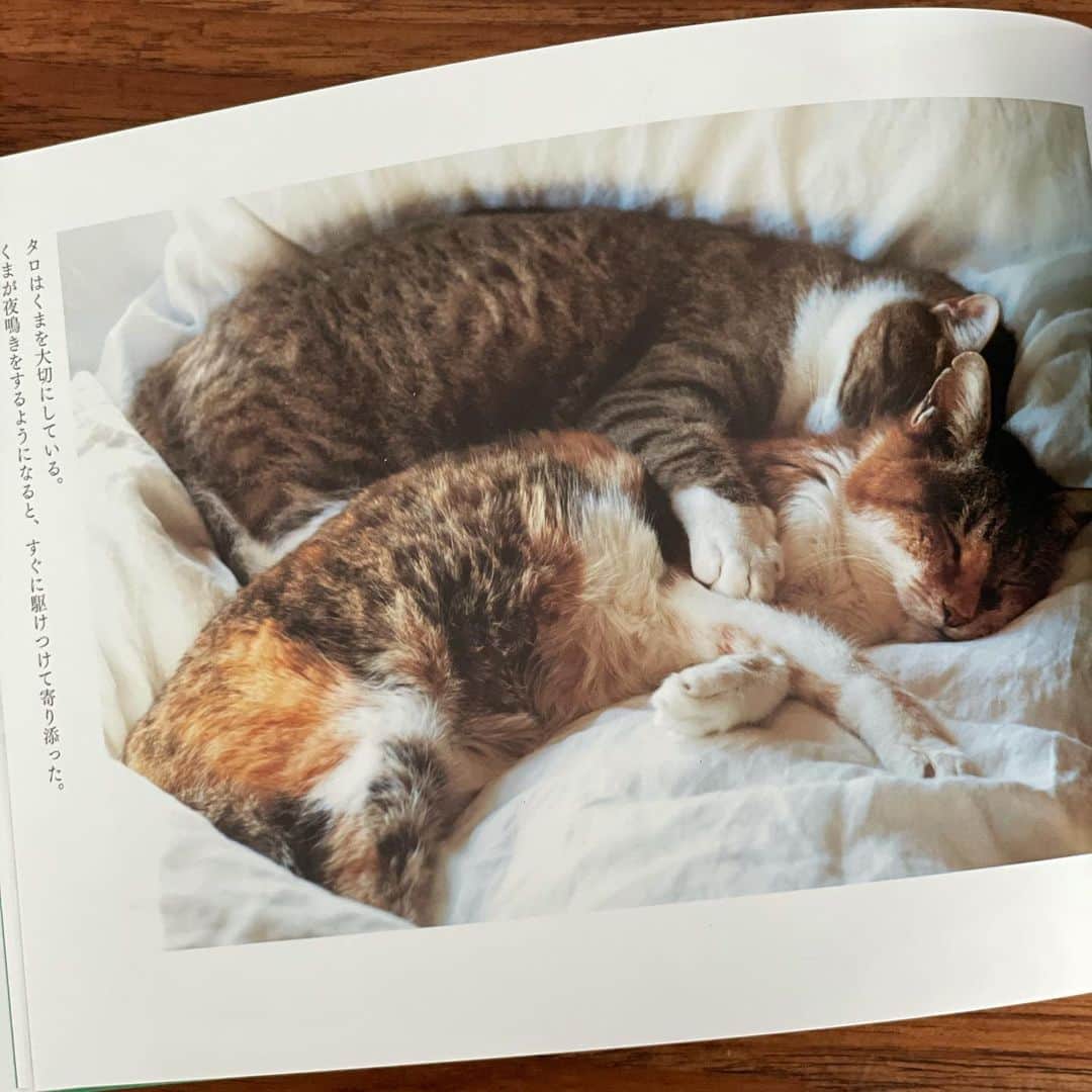 AYUMIさんのインスタグラム写真 - (AYUMIInstagram)「素敵な本が届きました✨ 【庭猫スンスンと家猫くまの日日】 大好きなカメラマン @abikosachie さんの写真集  文も綴られていて、読んでいると 胸がキュンとして、ジーンと あったかくなり、命一つ一つ の愛のストーリーを感じます  我が家のペットは2匹のハムスター 兄弟で、マルとクー🐹🐹 クーは年末に旅だちました 命をとおしてたくさんのことを 教えてもらっています 中2の息子のハムスター愛がすごくて 家の中を自由にお散歩させる日課や 寝室に連れていったり 妹にももう少し優しいと いいんだけどなぁ…笑  ふとした日常に、愛とほほ笑みがたくさん あることをあらためて教えてくれた 写真集だニャン🐈✨  #庭猫スンスンと家猫くまの日日」1月28日 16時33分 - ayumiayunco