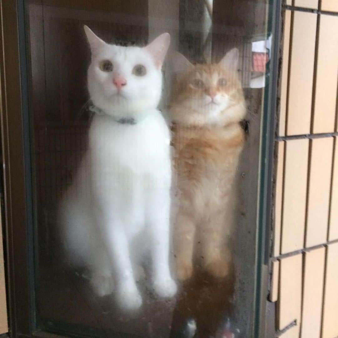 岡田屋鉄蔵のインスタグラム：「雨の中、外出して戻って来たら雪だった。家の中は温いね。お出迎えブラザーズ」