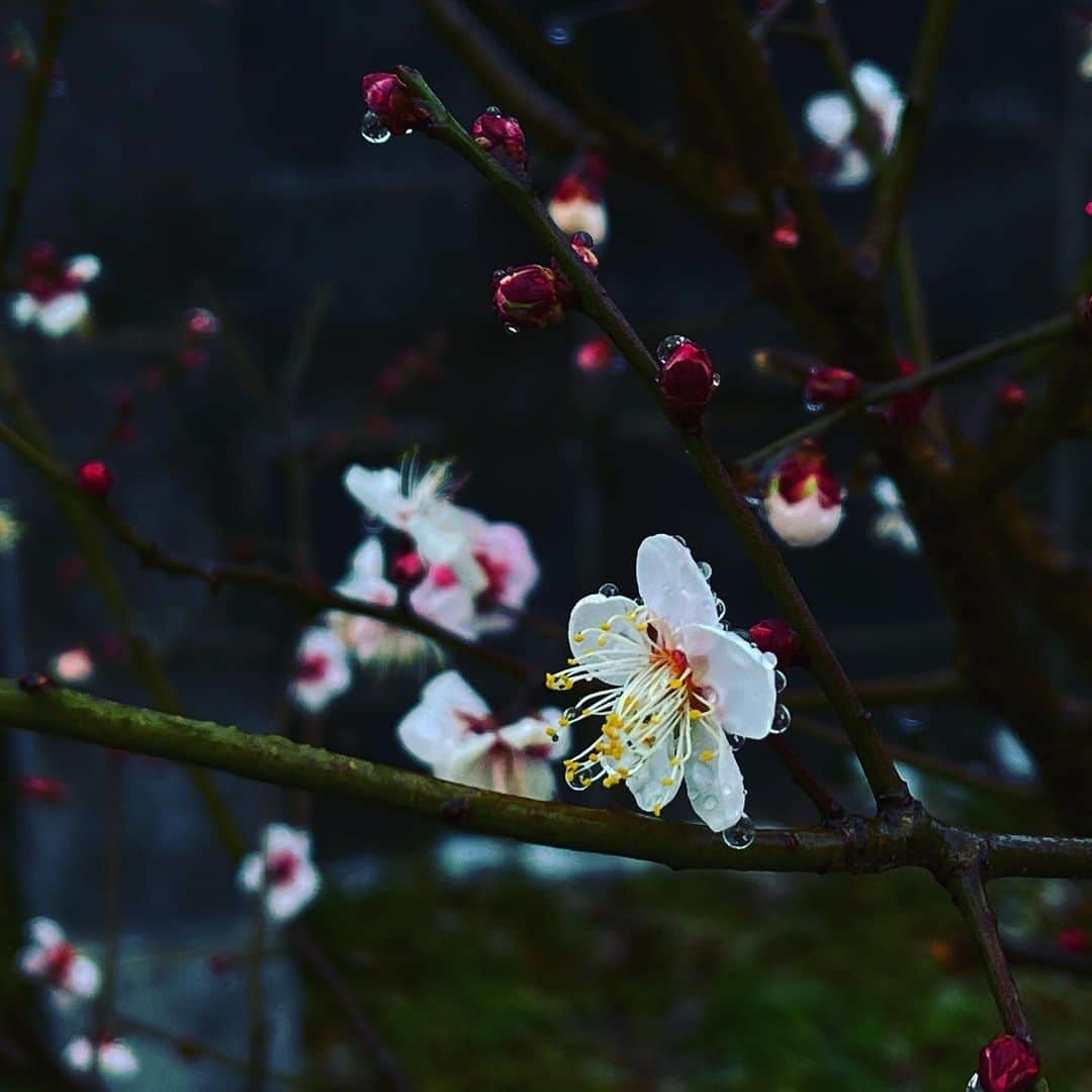 松村太郎のインスタグラム：「小雪に咲く梅。  #tokyotoday #Winter #snowing #ume #梅 #東京」