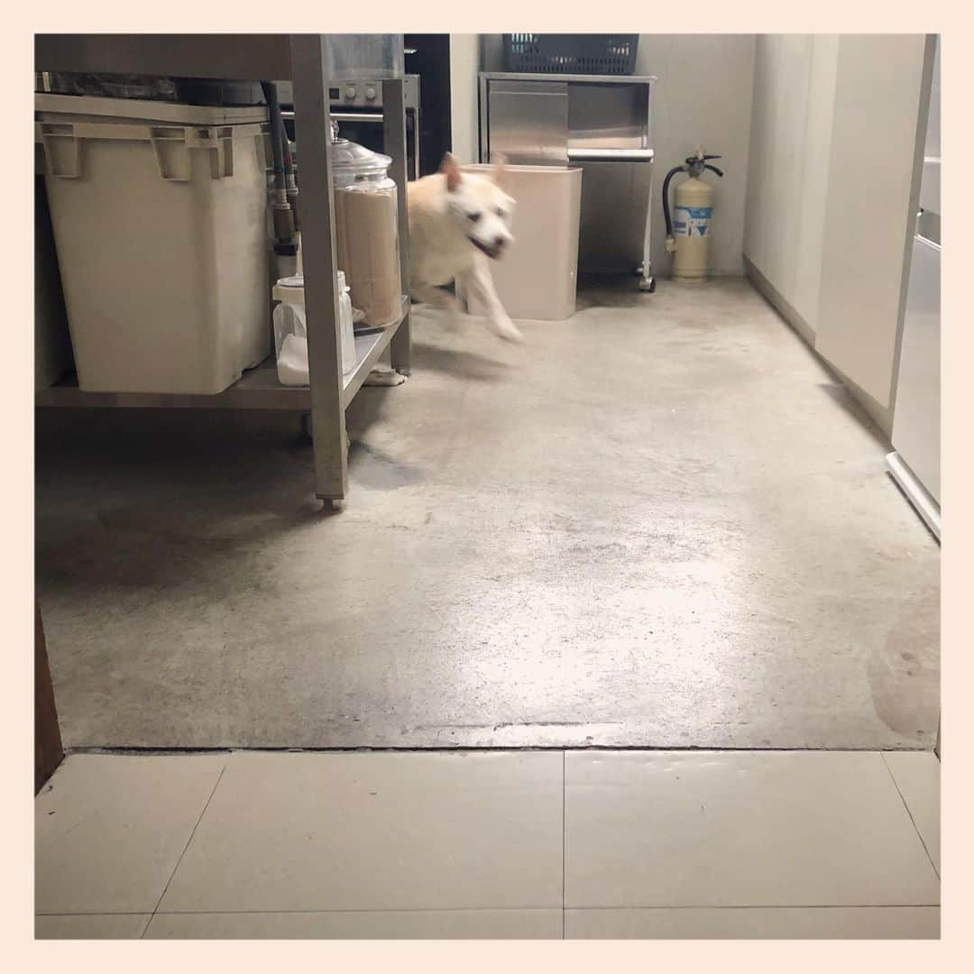 パンといっぴきのインスタグラム：「久しぶりに💨💨💨  #元保護犬 #雑種犬 #crossbreed #mixdog #キップル14歳 #走る犬」