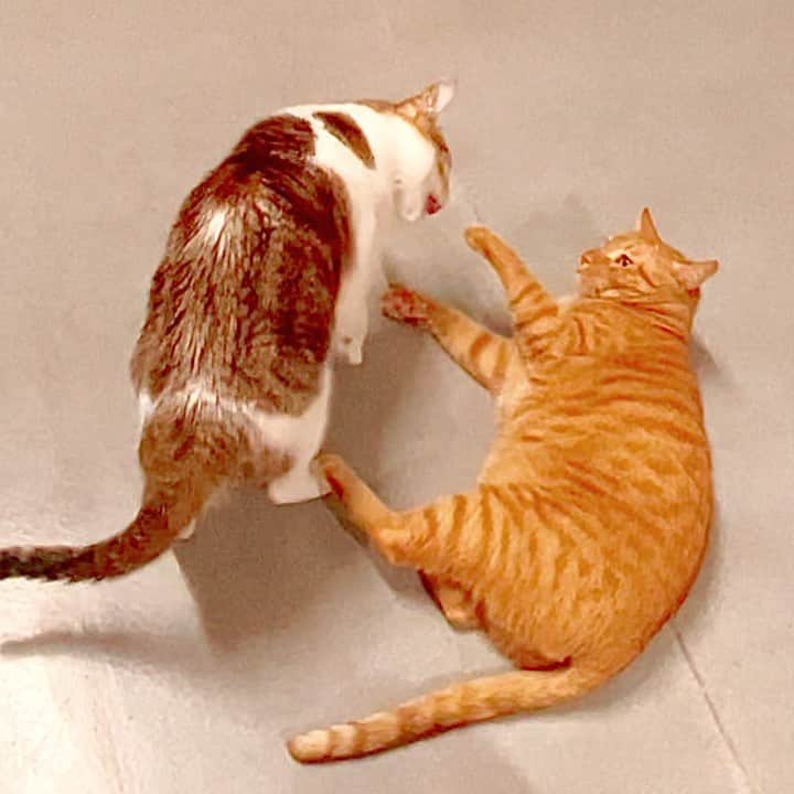 Katetsaiのインスタグラム：「有時候要親下去時對方會有這種反應 When you want to kiss him and his reaction is...  #好像是不要 #又好像是想把麻吉整個抓來 #那你躺在地上幹嘛  #cat #neko #ネコ #ねこ #猫 #Machifansclub #麻吉Machi #Michaelfansclub #麥摳Michael #catsofinstagram #katetsaivideo」