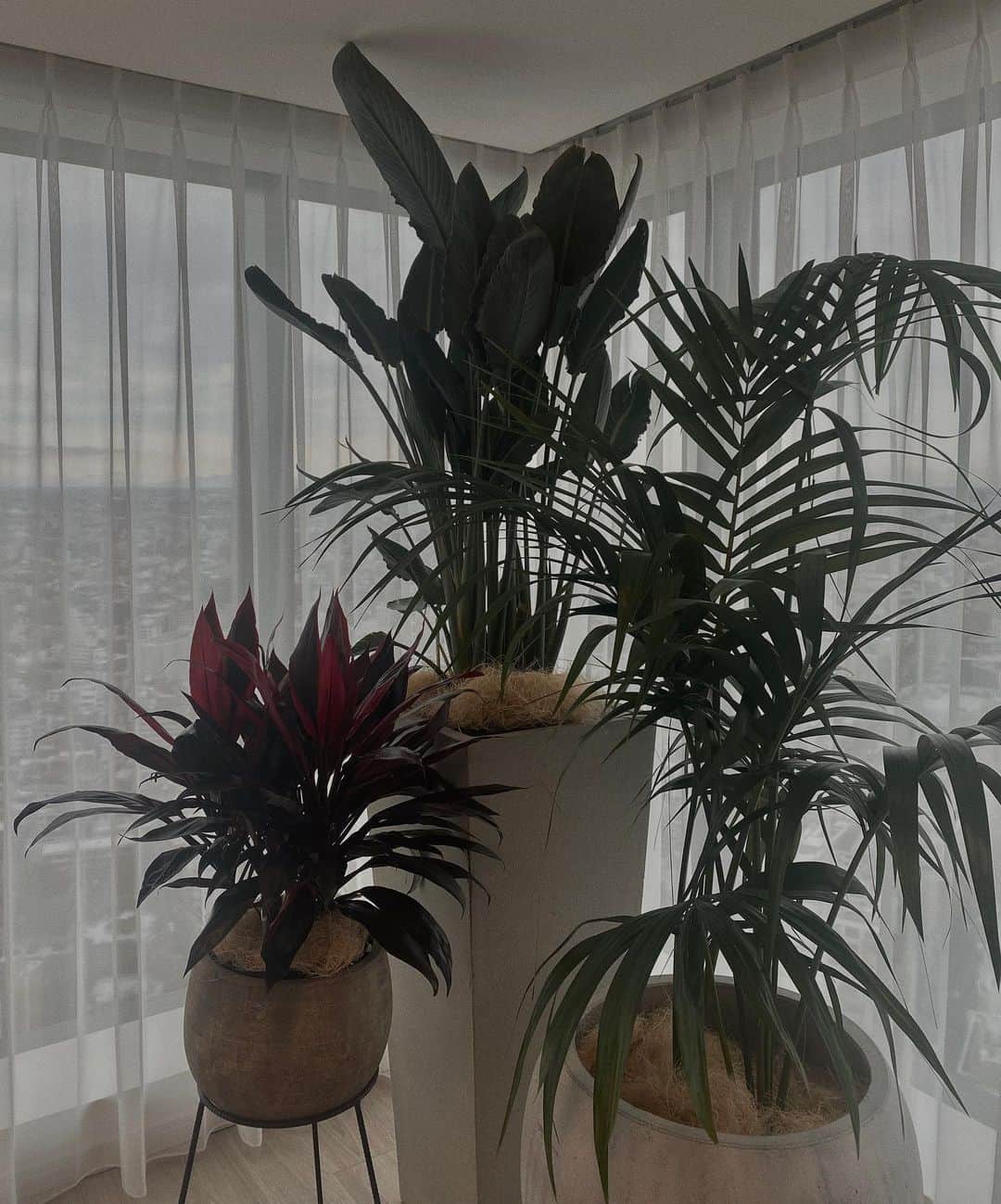 小原優花のインスタグラム：「Ornamental plants in the living room🌿  リビングのグリーンをちょっと雰囲気変えて入れ替えてもらったよ✨🌱🌱 カンジャヤシが可愛いくてお気に入り🥰癒しです☺️」