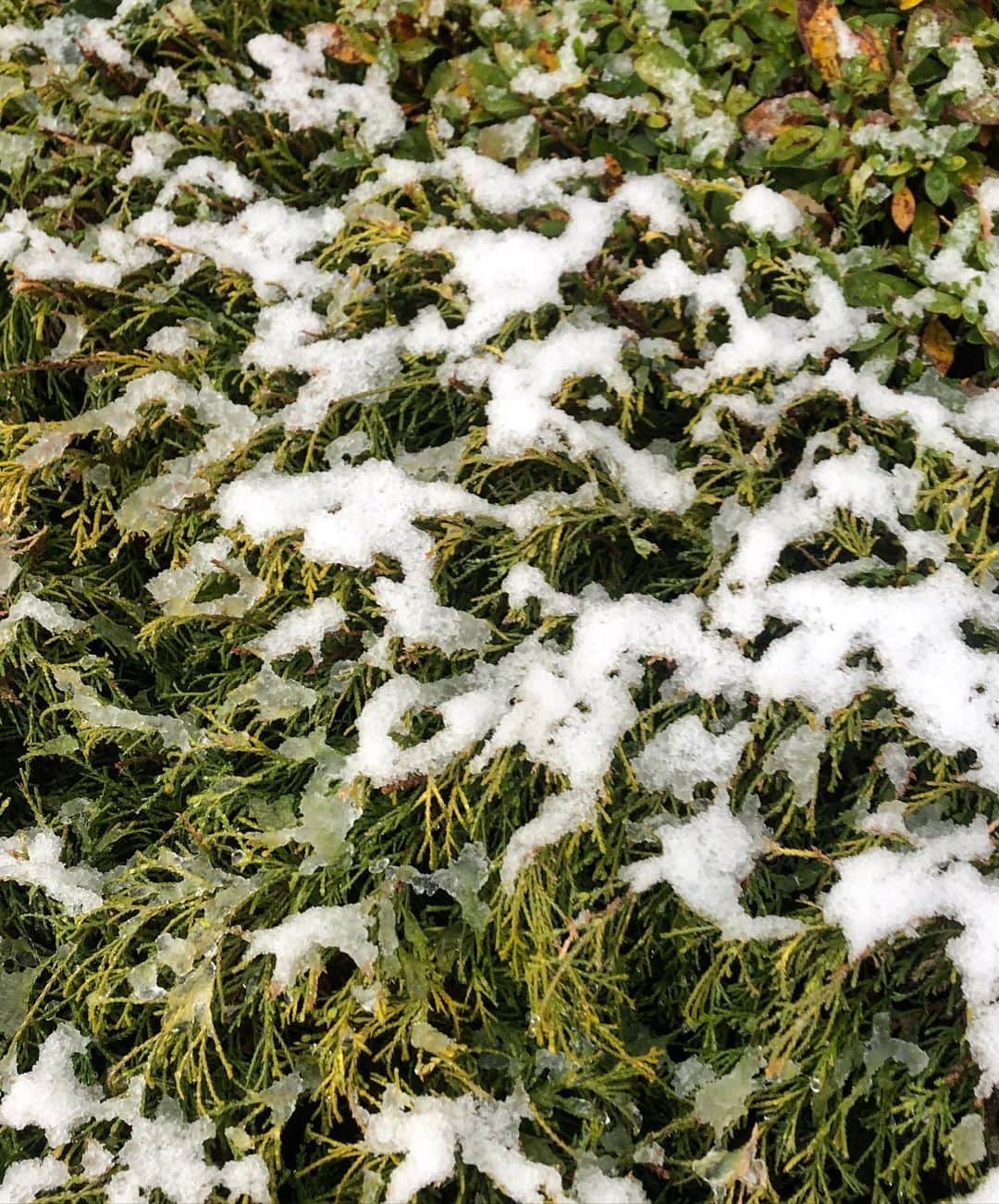 MIZYUさんのインスタグラム写真 - (MIZYUInstagram)「雪が積もっている Snow is piled up」1月28日 17時59分 - mizyu_leaders