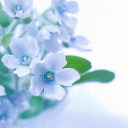 ヴァンドーム青山さんのインスタグラム写真 - (ヴァンドーム青山Instagram)「. 【 SPRING COLLECTION 2021 】  空のような澄んだブルーの花びらを持つ可憐な花、ブルースターをモチーフとしたコレクション。春に咲き始め、10月頃まで開花を楽しめるブルースター。その花言葉は、「幸福な愛」「信じあう心」。花嫁の幸せを願うおまじない、サムシング・ブルーの「誠実・純潔」の象徴として、結婚式のブーケとしても選ばれる人気の花です。左の淡いブルーのアクアマリンとそれを包み込むホワイトゴールドが印象的なネックレスは、活き活きと咲き誇る花々をイメージしました。  ＊スプリングフェア開催中＊  #vendomeaoyama  #ヴァンドーム青山 #スプリングフェア #newarrivals #新作 #アクアマリン #aquarium  #ブルートパーズ #bluetopaz #ブルースター #jewelry #accessory  #flowers #フラワーモチーフ  #ジュエリー #アクセサリー」1月28日 18時07分 - vendomeaoyama_official
