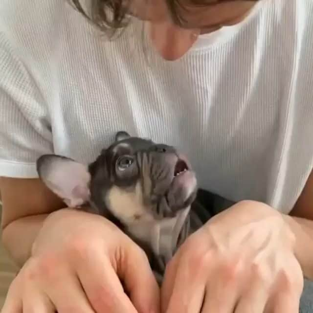 French Bulldogのインスタグラム