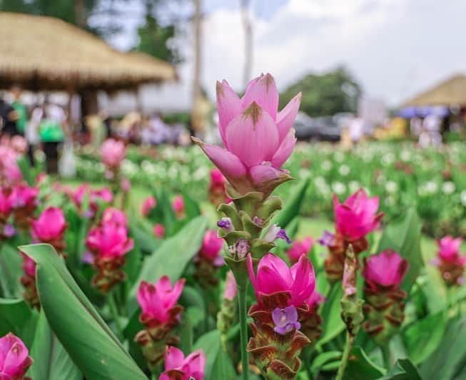 タイ国政府観光庁さんのインスタグラム写真 - (タイ国政府観光庁Instagram)「・﻿ ／﻿ 🇹🇭タイの秘境を巡る旅へ✈️﻿ まだ知られていないタイはここ❗﻿ ＼﻿ ﻿ 毎週木曜日は、まだまだ日本では知られていないタイの秘境スポットをご紹介🤫✨﻿ ﻿ 今回は、ウドーンターニー県にある花の名所「バーンフアイサムラーン・フラワービレッジ」へ🏃💨﻿ ﻿ ピンクや白など約13種類の花「サイアム・チューリップ」が咲き誇るバーンフアイサムラーン・フラワービレッジは、地元の人々の憩いの場🌷7〜8月のグリーンシーズンが見頃で、時期によってはマリーゴールドといった花々も見ることができます💐﻿ ﻿ もちろん写真スポットとしても人気📸キレイな景色に癒やされながら、思い出の一枚を撮りましょう☺️💕﻿ ﻿ #タイ #ウドーンターニー #バーンフアイサムラーンフラワービレッジ #サイアムチューリップ #フラワービレッジ #お花畑 #こんなタイ知らなかった #もっと知りタイ #タイ旅行 #旅好きな人と繋がりたい #旅行好きな人と繋がりたい #海外旅行 #thailand #udonthani #udonthanitrip #banhuaisamranflowervillage #siamtulip #flowervillage #flowergarden #flowersofinstagram #flowerstagram #amazingthailand #thailandtravel #thailandtrip #thai #thaistagram #lovethailand ﻿」1月28日 18時44分 - amazingthailandjp