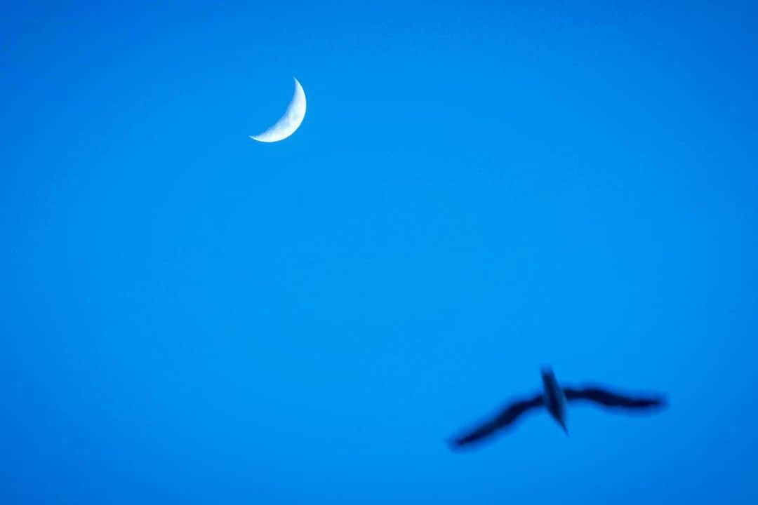 豊大槻さんのインスタグラム写真 - (豊大槻Instagram)「#moon  #seagal  #n#eveningview  #月  #カモメ  #夜景」1月28日 18時55分 - yutakachi