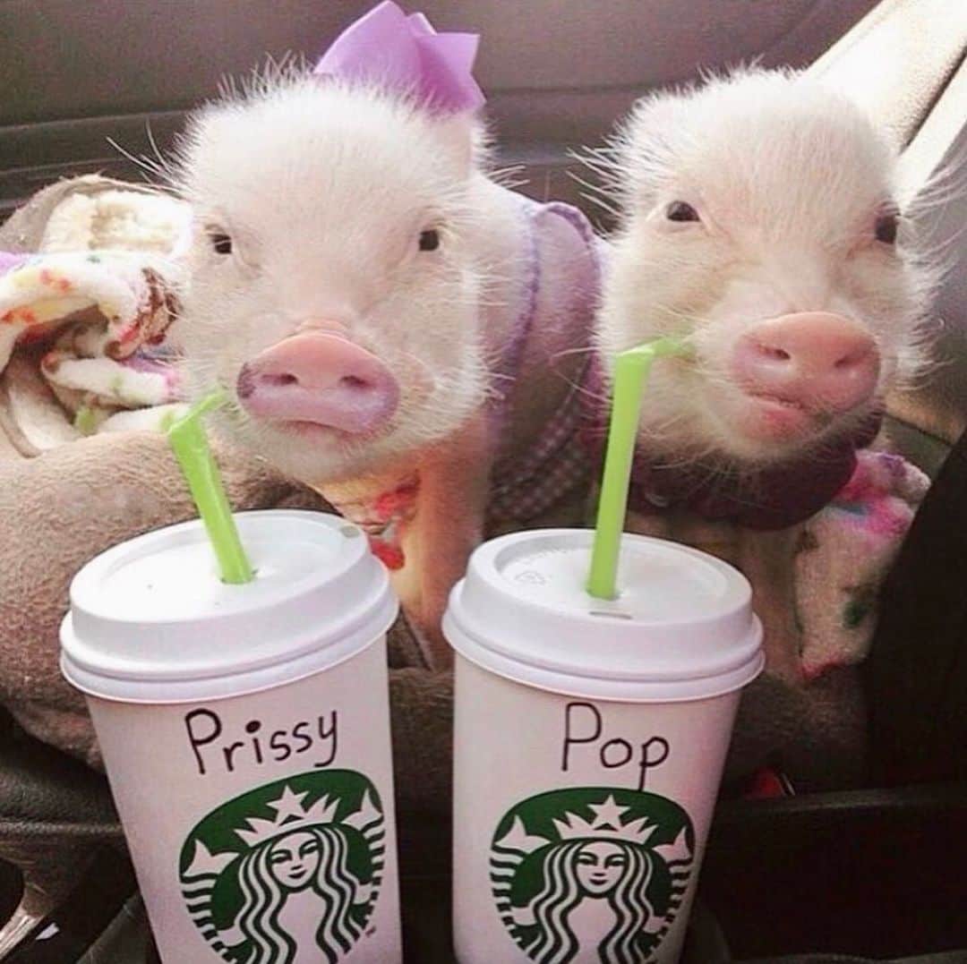 Priscilla and Poppletonのインスタグラム：「Throwback to our first trip to Starbucks for pigguccinos! Look how little we were!🐷💜☕️#tbt #starbucks #pigguccino #PrissyandPop」