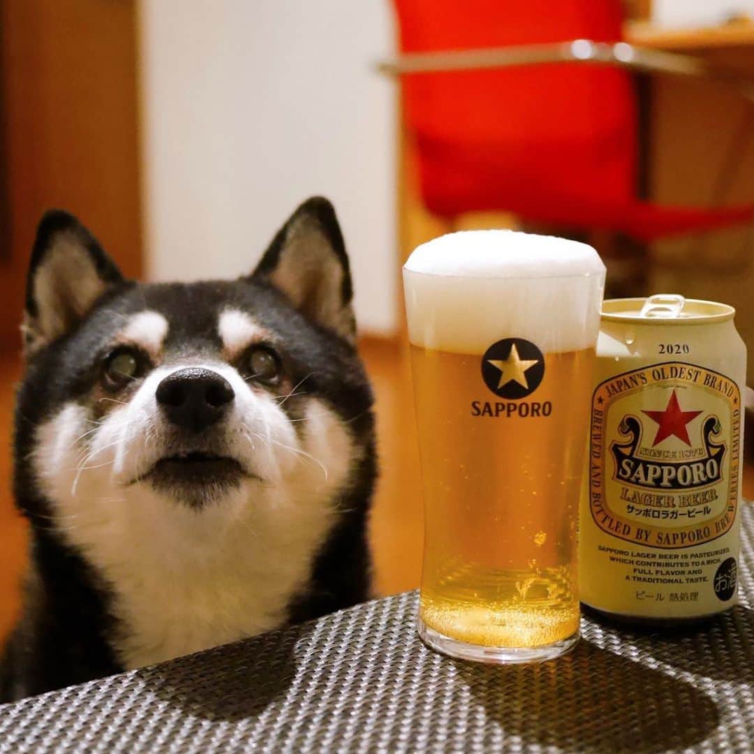 のインスタグラム：「本日もお疲れちゃんでした🍺 #目線の先にはおやつ #サッポロ赤星 #サッポロラガー #サッポロラガービール #サッポロラガー赤星 #サッポロラガービール赤星 #サッポロビール #sapporolager #sapporolagerbeer #sapporobeer #lovebeer #⭐️SAPPORO #乾杯をもっとおいしく #黒柴 #柴犬 #黑柴 #イッヌ #晩酌犬 #癒し犬 #カメラ目線犬 #イッヌ #犬かわいいよ #犬かわいいぬ #犬かわいい #わんこと一緒 #わんこのいる暮らし #わんこのいる生活」
