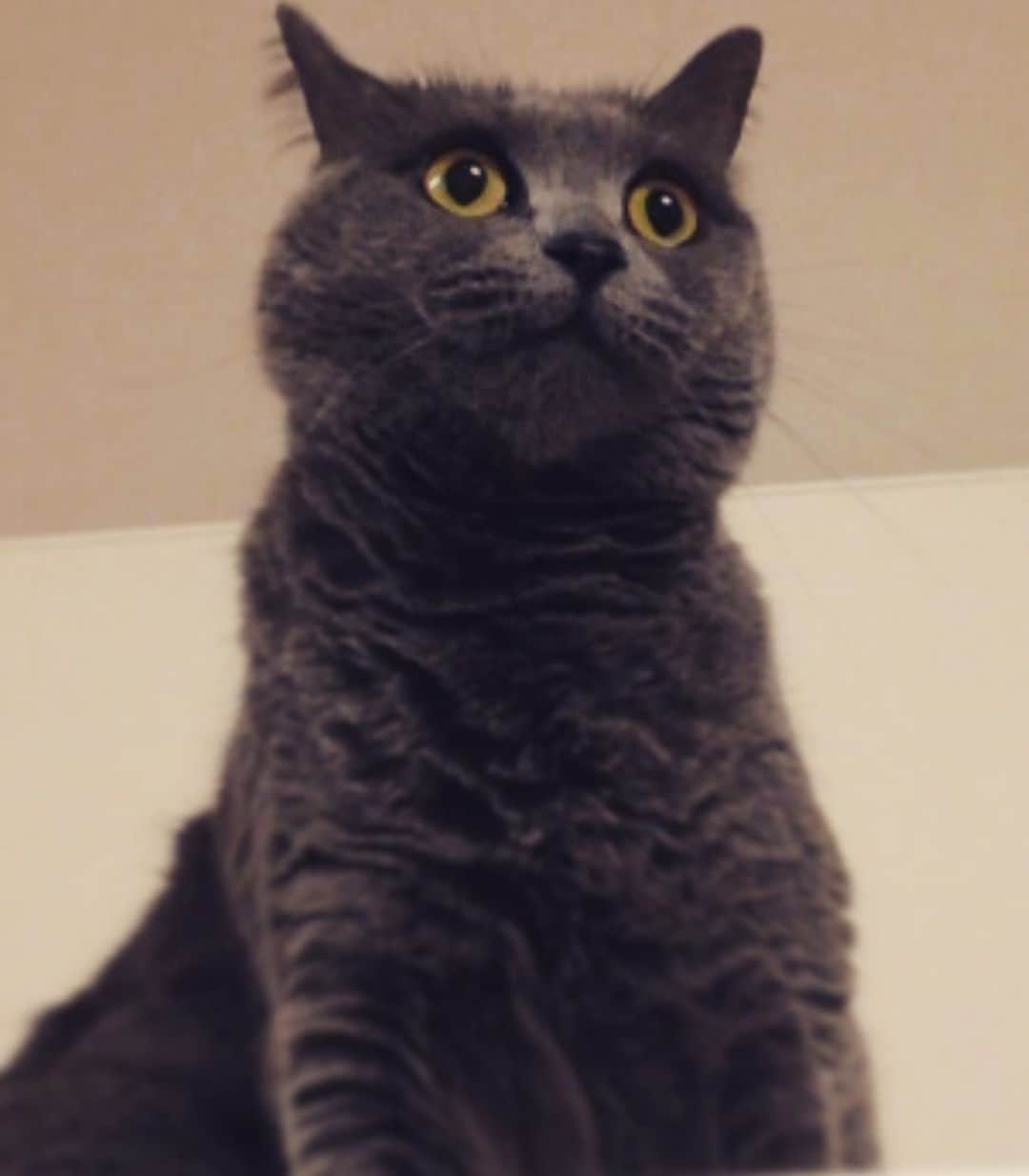 チキン南蛮カレーのルウ王子のグルメインスタ