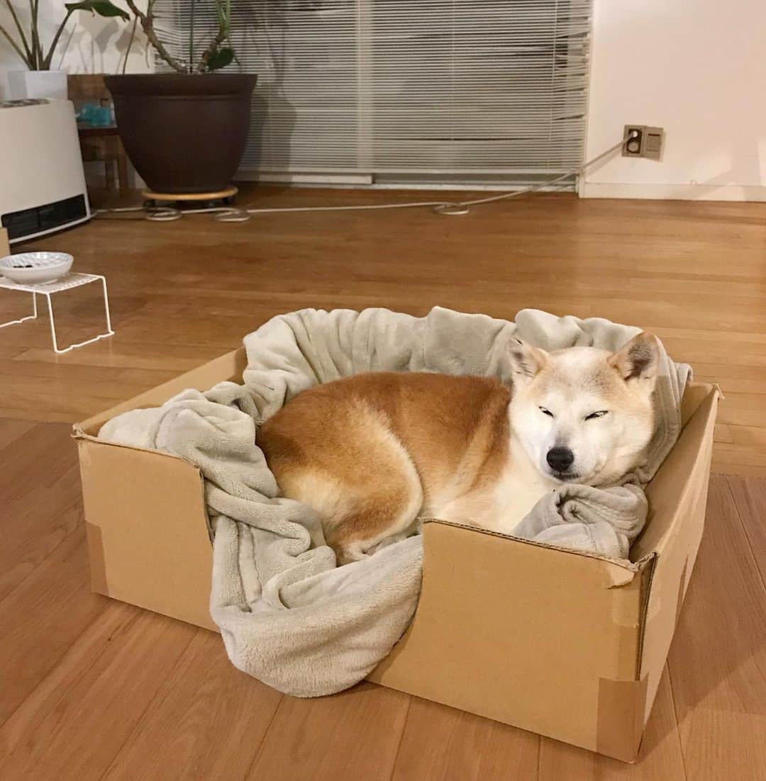 柴犬リリコのインスタグラム：「捨てられた感が漂う段ボール📦ですが、リリコさんのお気に入りですから🤣」
