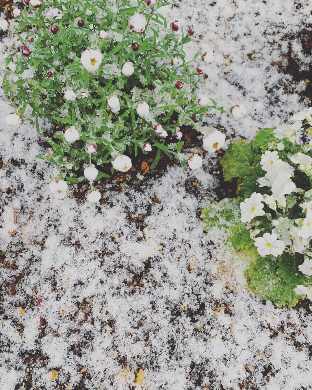 橋本奈実のインスタグラム：「雪に大興奮。 今日は特にあたたかくして眠りましょうね。 さ、子供たちは寝たので、コーヒーゼリー食べよ。」