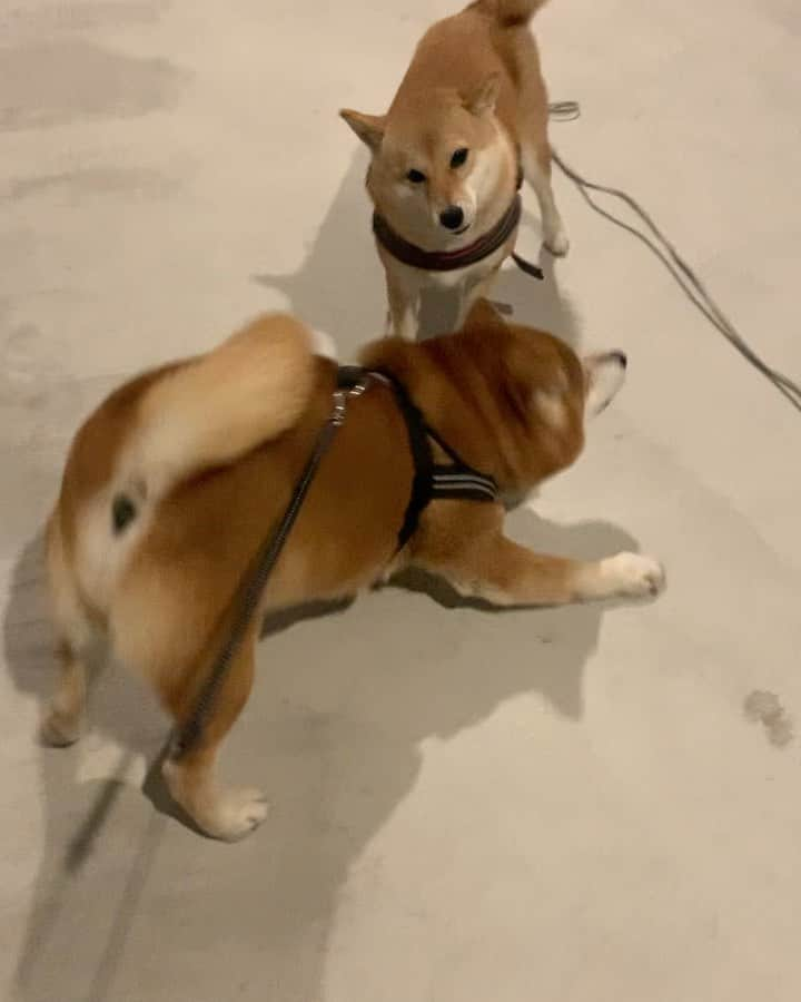 shibainu berryのインスタグラム