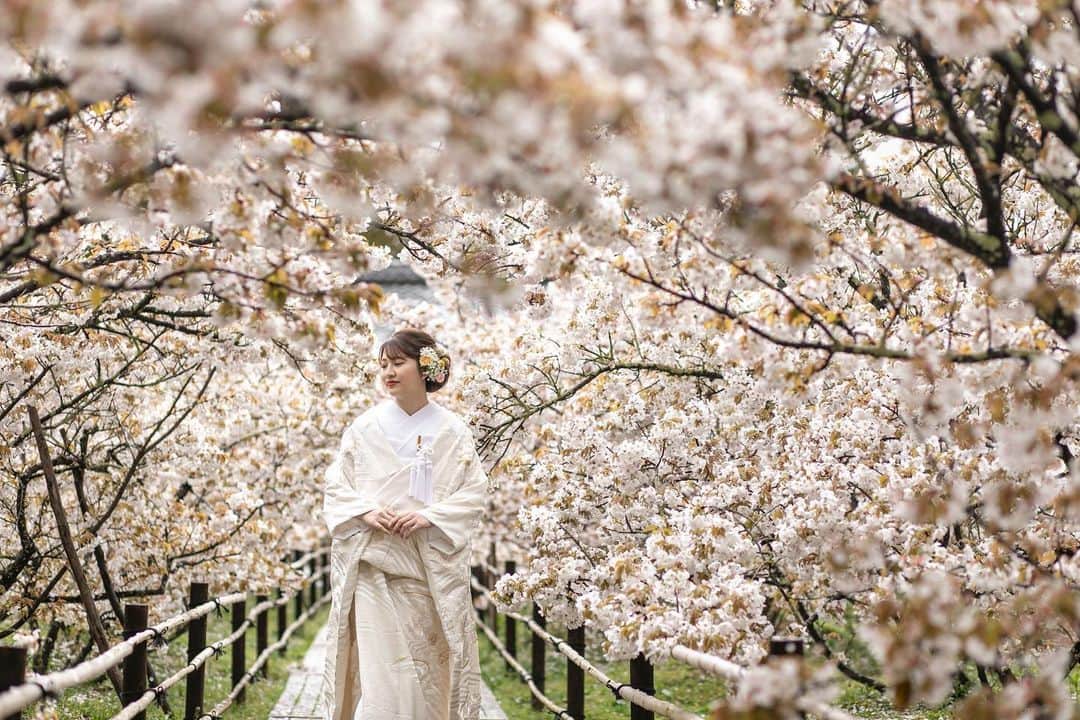 和婚スタイルさんのインスタグラム写真 - (和婚スタイルInstagram)「ㅤㅤㅤㅤㅤㅤㅤㅤ  桜の木に囲まれた柔らかな1枚🌸 ㅤㅤㅤㅤㅤㅤㅤㅤ 大人気の京都『仁和寺』で 前撮りはいかがでしょうか  ------------------------------- お二人で、ご家族で、 アットホームな和婚をご希望の方 お気軽に和婚スタイルにご相談下さい。  @wakonstyle  プロフィールのリンクから HPをご覧頂けます。  #和婚スタイル #2021年冬婚 #2021年結婚式  #神前結婚式 #日本の結婚式 #家族婚 #二人挙式 #角隠し #前撮り #後撮り  #仁和寺」1月28日 19時20分 - wakonstyle