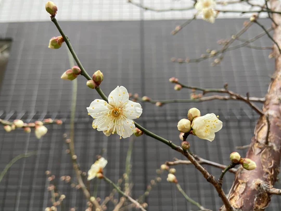 いとうかなこさんのインスタグラム写真 - (いとうかなこInstagram)「今日は一瞬みぞれになったんだよ🌨」1月28日 19時20分 - kanakoito0328