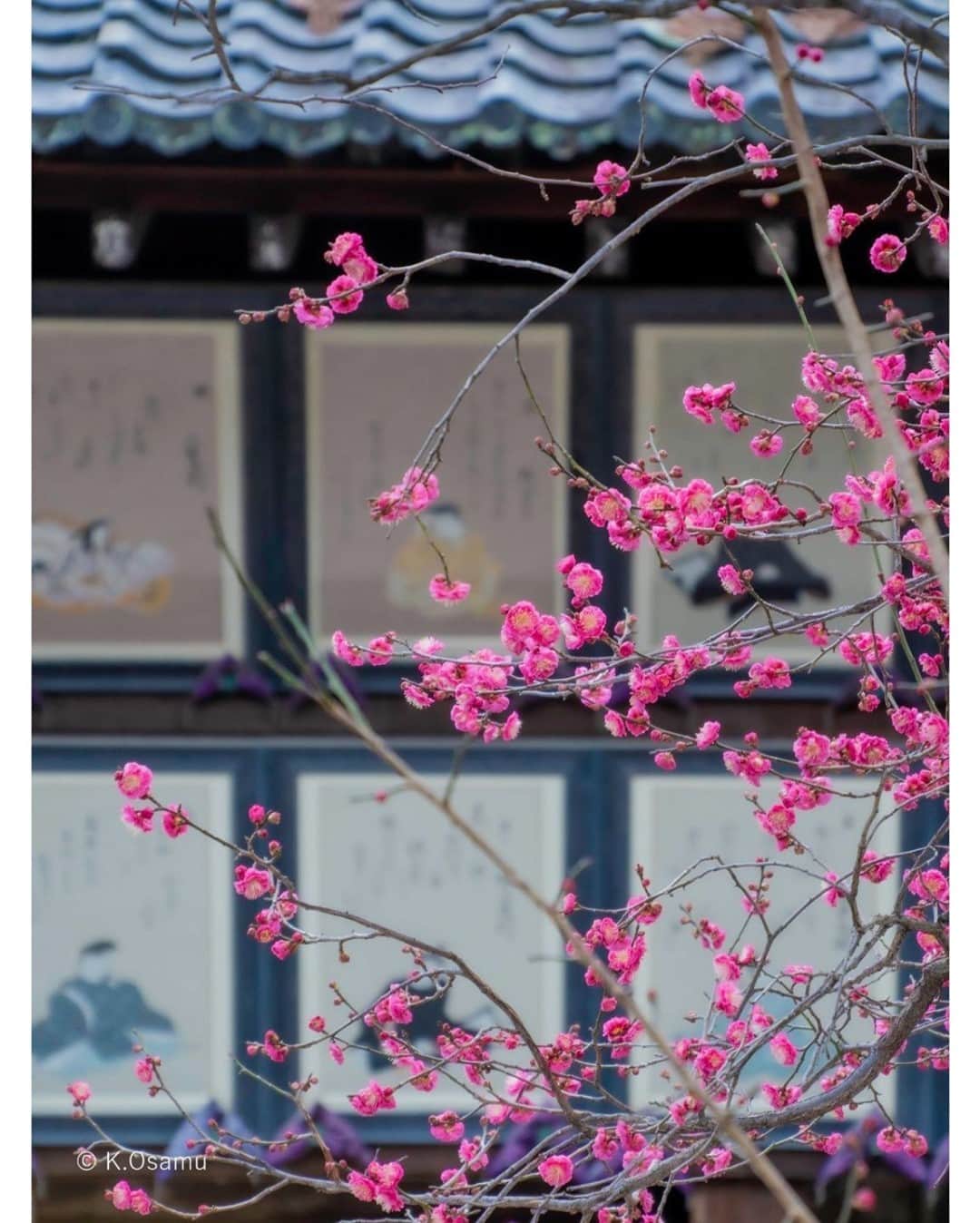 花の写真館のインスタグラム：「Photo by 小嶋 治.⠀ .⠀ Original Post[投稿いただいたURL]⠀ https://www.facebook.com/photo.php?fbid=2817895444936431⠀ .⠀ 本アカウントは、 #私の花の写真 をつけてInstagramに投稿された皆さまの花の写真や、「花の写真館」Facebookページで投稿された花の写真を紹介します。⠀ 「花の写真館」Facebookページは、「 @floral.photograph 」のプロフィールにあるURLからご覧ください。⠀ .⠀ ※各自、政府、自治体など公的機関の指示に従った行動をお願いします。⠀⠀ 東京カメラ部および分室では、写真を「見る楽しみ」を提供することを通して、微力ながら皆様にわずかな時間でも癒しをお届けしたいと思っております。⠀ ※本アカウントは東京カメラ部がFacebook、Instagramのサービスを利用して運営しているもので、Facebook社・Instagramとは一切関係ありません。⠀ .⠀ #花の写真館 #floralphotograph #floralphoto #flower #flowers⠀ Follow: @floral.photograph」
