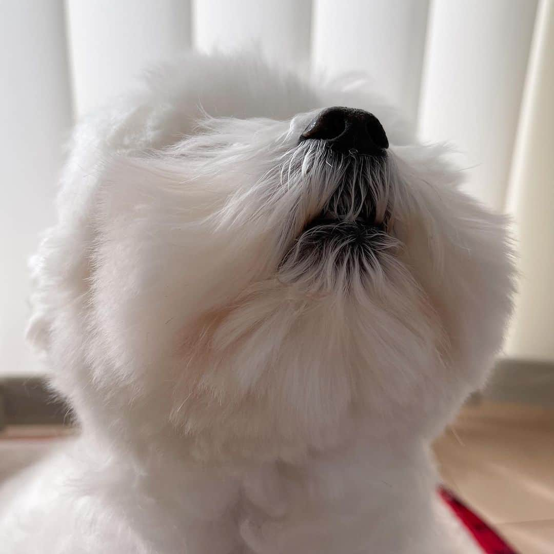 セロリさんのインスタグラム写真 - (セロリInstagram)「【ぬいぬいタイム】 前回とほぼ同じ写真ですが。。。 #maltese #マルチーズ #malteseofinstagram #maltese101 #malteser #malteseofficial #maltesedog #dog #instadog #dogstagram #dogoftheday #doglovers #instapet #adorable #ilovemydog  #ペット #わんこ #ふわもこ部 #犬のいる暮らし #いぬら部  #いぬすたぐらむ #イッヌ」1月28日 19時40分 - celeryrabbit