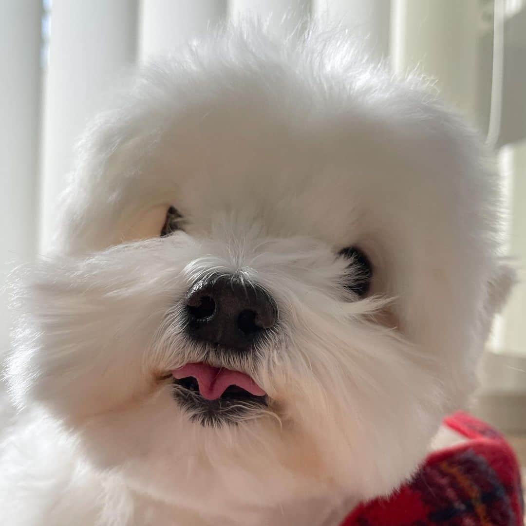 セロリのインスタグラム：「【ぬいぬいタイム】 前回とほぼ同じ写真ですが。。。 #maltese #マルチーズ #malteseofinstagram #maltese101 #malteser #malteseofficial #maltesedog #dog #instadog #dogstagram #dogoftheday #doglovers #instapet #adorable #ilovemydog  #ペット #わんこ #ふわもこ部 #犬のいる暮らし #いぬら部  #いぬすたぐらむ #イッヌ」