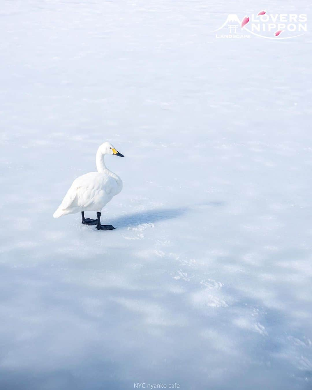 Only Japanese photographsさんのインスタグラム写真 - (Only Japanese photographsInstagram)「🇯🇵Today's LoversNippon Selection🇯🇵 . Artist｜@nyankolyn Selected｜@rphafoto . Follow : @lovers_nippon Tag : #lovers_nippon ＿＿＿＿＿＿＿＿＿＿＿＿＿＿＿＿＿＿＿＿ ￣￣￣￣￣￣￣￣￣￣￣￣￣￣￣￣￣￣￣￣ @nyankolyn 様おめでとうございます✨👏凍った湖面に立ち止まる白鳥と足跡がとてもかわいいです🦢今後ともLoversNipponを宜しくお願い致します♫✨ ＿＿＿＿＿＿＿＿＿＿＿＿＿＿＿＿＿＿＿＿ ￣￣￣￣￣￣￣￣￣￣￣￣￣￣￣￣￣￣￣￣ #日本 # 新潟 #風景 #写真 #風景写真 #鳥 #瓢湖 #冬 #自然 #nature #photo #landscape #Miyagi #Japan」1月28日 19時40分 - lovers_nippon