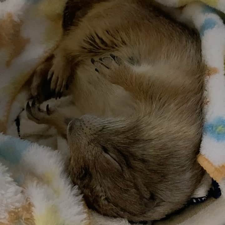 のインスタグラム：「可愛い寝息😴 #Sobaちゃん」