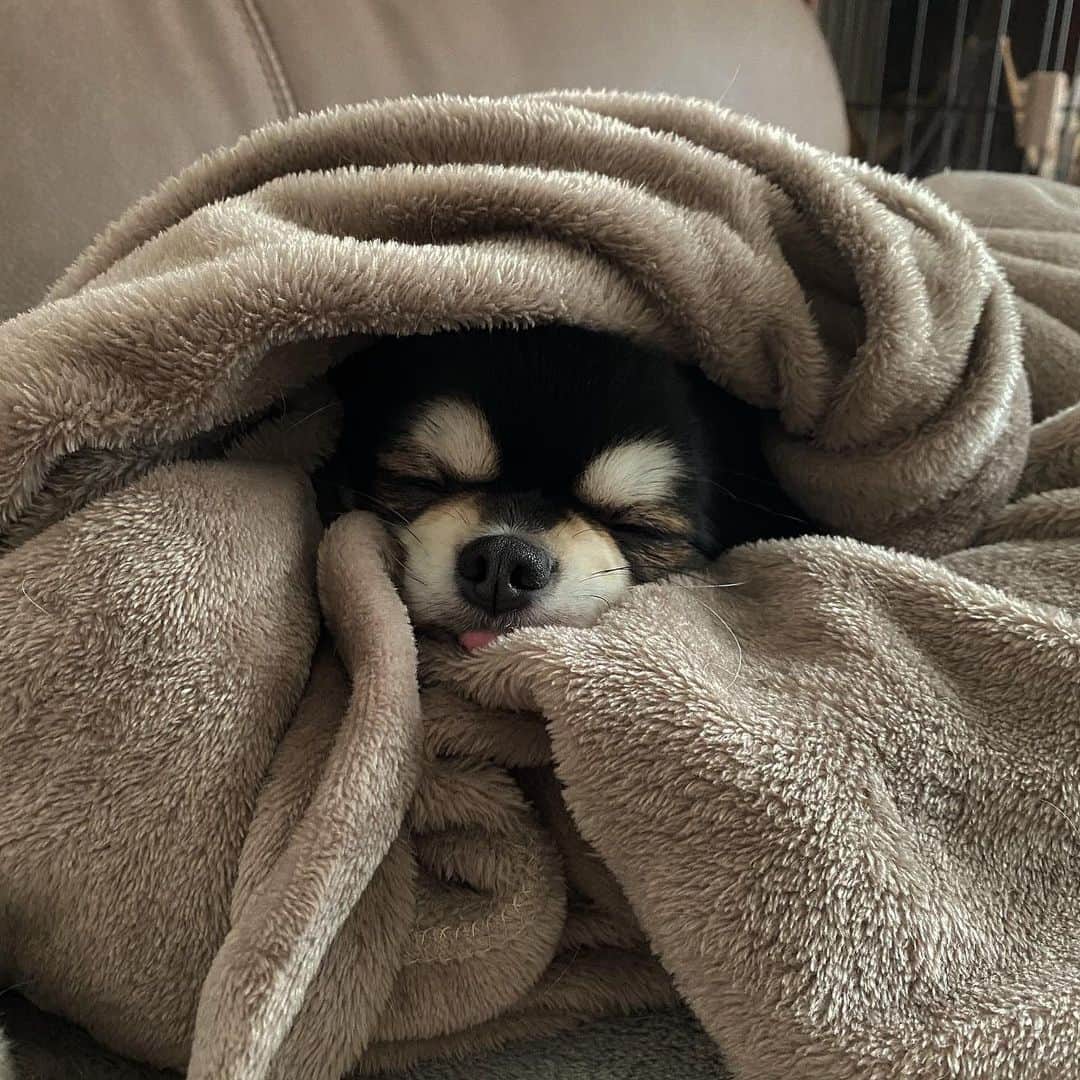 原あやののインスタグラム：「ぬくぬく 犬は喜び庭駆け回りません  #チワワ#ちわわ#いぬすたぐらむ#わんすたぐらむ#いぬのいる暮らし#犬バカ部#いぬ部#ちわわ #早くこれになりたい」