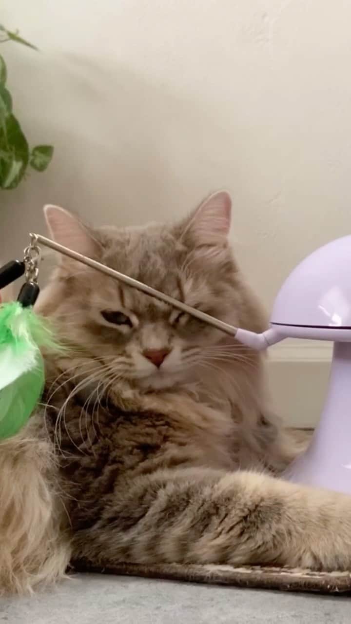 nocoaのインスタグラム：「オノーオノー ． ． #nocoa動画#catvideo#猫動画 #グレー猫#猫#ねこ#ねこ部#cat#にゃんすたぐらむ#catsofinstagram#DailyFluff#WeeklyFluff#猫のいる暮らし#9gagcute#9gag#meowed#サンデイ#猫とインテリア」