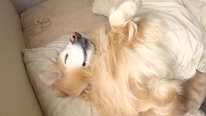 まゆみのインスタグラム：「。 。 #本日のYouTube より 。 昨日の朝 寝ぼけ続けてた私 あーちゃんとぺーを無理矢理起こして 職場の駐車場で休みだと気付き ありえないありえないありえないありえないありえないありえないありえない と言いながら雨降る朝の手賀沼へ行って謝罪散歩に行ったとゆー😂😂 。 にーちゃんに話したら あー、だって昨日から今日は木曜日とか言ってたもんね👱🏻‍♂️ ずっと狂ったまんまだったんだ😆 ↑ 言えよーー 。 そうです 私は前日から頭がおかしかったようです😂😂😂 いや、連日かもしれない😅 。 。 #色々すぐに忘れる #だからいつも幸せ #うふふー　←うふふじゃねーよw 。 そういえばスーパーに自転車で行って歩いて帰って来たことある 自転車がないー😱って言ったら APPPが黙っていなくなり自転車乗って帰ってきたの😂😂😂😂 。 #今朝友人からのLINE #今日こそ仕事です #わかってるーーー！！ #今後の私が不安 #Instagramがわけわからなくなってきたら #突っ込んでください😂 。 。 #ゴールデンレトリバー#goldenretriever#dog#犬#あーるん#golden#retriever#doglover#insta_dog#ぺんぺん子ちゃん#welovegoldens#Instagram#Instagramjapan#Instagramdogs#9gag#dogstagram#dogsofinstagram#dogs#doggy」