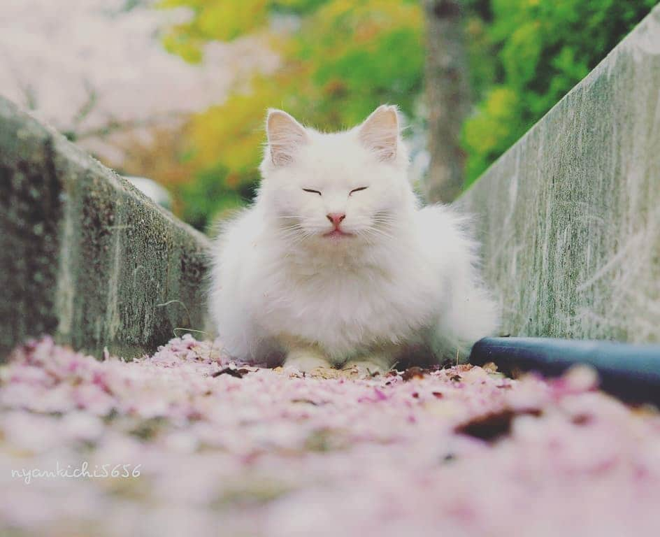 路地裏のにゃん吉さんのインスタグラム写真 - (路地裏のにゃん吉Instagram)「春よ 遠き春よ 瞼閉じれば そこに  #生き抜け野良猫 ヒメちゃん #camera_kitamura #breakfree_olympus #แมว #igersjp#のらねこ部#猫#ねこ部#gallery_legit #にゃんすたぐらむ#みんねこ #cats#ファインダー越しの私の世界 #catsofinstagram #gatto#catloversclub#bnw_drama#gf_bnw #東京カメラ部#icu_japan#getolympus #スナ_スナ_フォトコン2021」1月28日 20時08分 - nyankichi5656