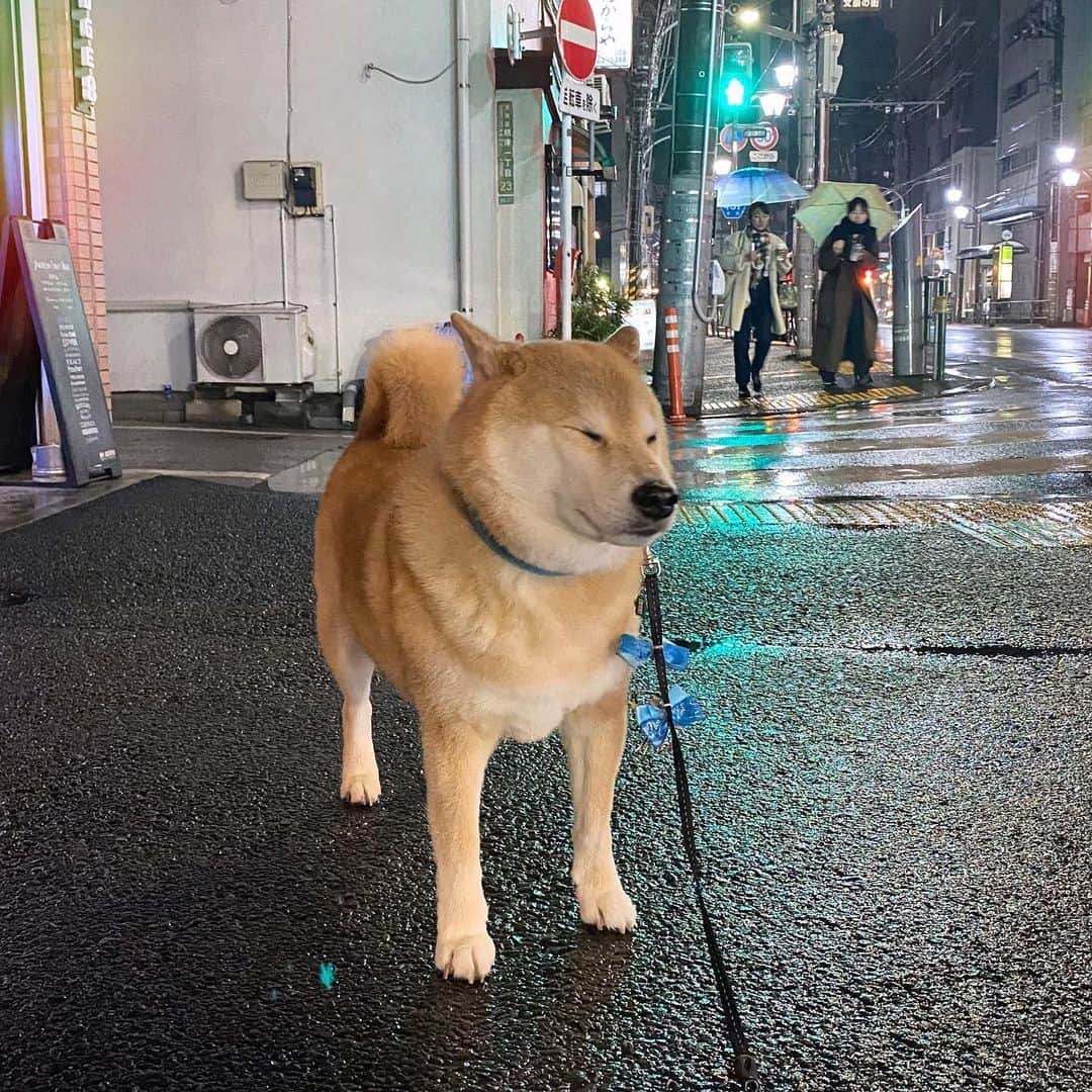 まる（まるたろう）のインスタグラム：「雪やんじゃった😇 #じぇんぶパパのせい #責任問題だな #もーう #どうなんってんのよ」
