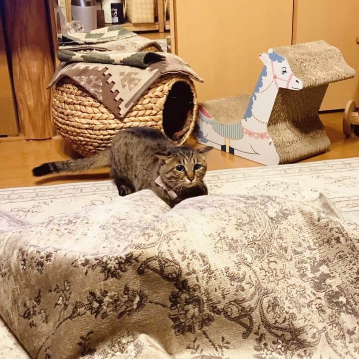 のインスタグラム：「. . め: しゃーないな😾 今日は相手したろか💨 . #背後の鏡に映るウキウキもあたん #メメ子のうりうりダッシュ . . #猫との暮らし #ねこのきもち #catlife  #catlover #catofinstagram #9gag #bestmeow #無敵の親バカ同盟  #りぷちんに届け元気玉  #サンデイ #ınstagood」