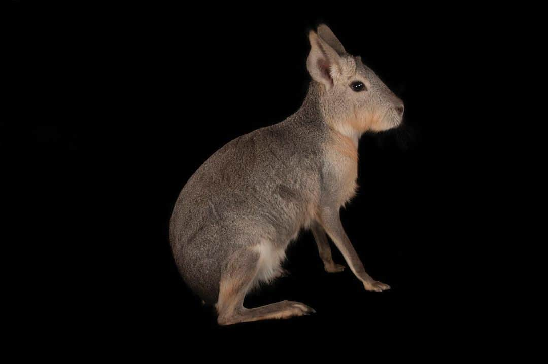 Joel Sartoreさんのインスタグラム写真 - (Joel SartoreInstagram)「The fourth largest rodent in the world, the Patagonian mara is a species known for always being on the move. Traveling in mated pairs, a duo may have a homerange of more than 240 acres that they will roam in search of food. This species exhibits a variety of movements, including walking, hopping like a rabbit, galloping, or bouncing on all fours in a motion known as a stot. Photo taken @houstonzoo. #mara #cavy #Patagonia #rodent #bunnyhop #stot #PhotoArk #savetogether」1月28日 20時23分 - joelsartore