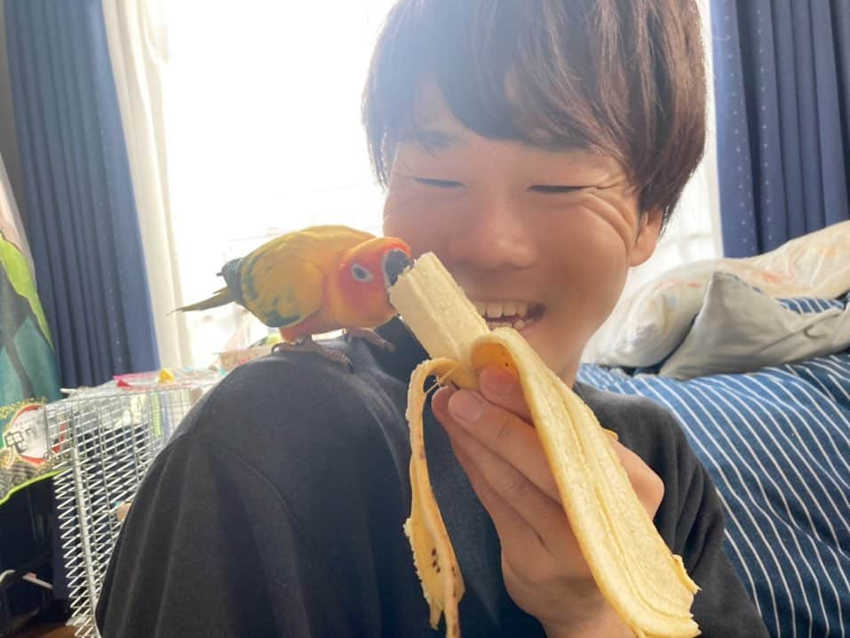 松下シュートさんのインスタグラム写真 - (松下シュートInstagram)「.  久々ぜんちゃ載せておこう🦜  #善逸 #インコ #コガネメキシコインコ #文鳥 #コザクラインコ #ボタンインコ #マメルリハ #オカメインコ #鳥好き #鳥好きさんと繋がりたい」1月28日 20時37分 - pana_nowonsale