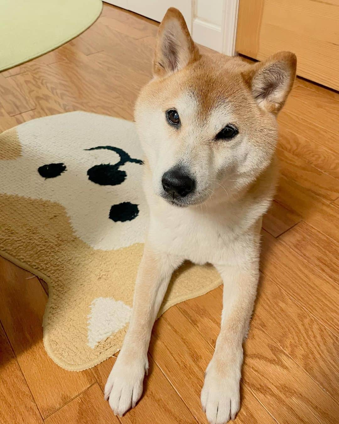 Hanamichi ＆ ℕㆁℜ〡ｋㆁ♡のインスタグラム：「先週、初めて歯の治療をしたよ。 全身麻酔後ふらふらになって、すごくかわいそうで心配で辛かったけど、まだまだ長生きしてもらわなきゃだからね、歯は大事！ ずっとずっとこれからもそばにいてね。」