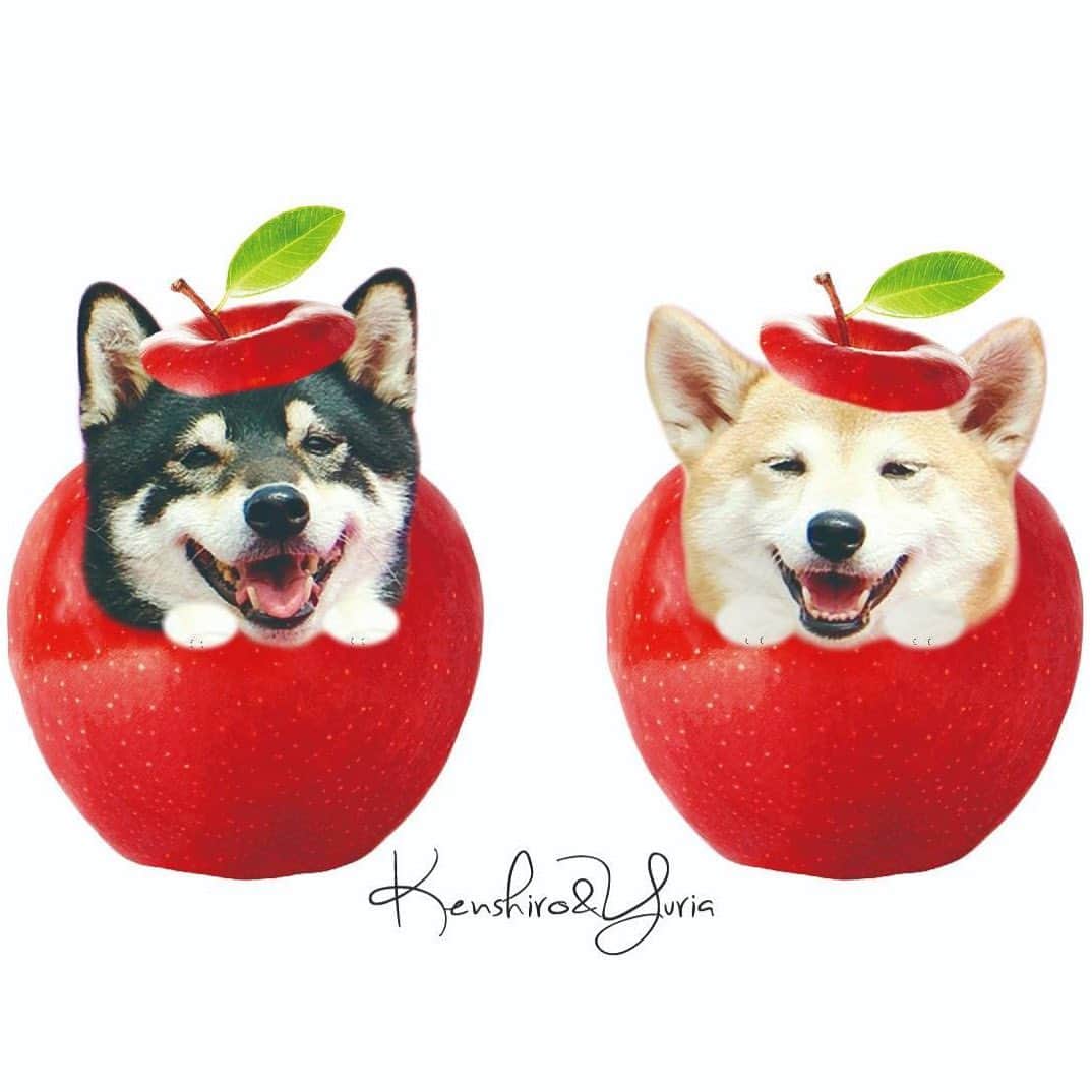 柴犬 けんしろう ゆりあのインスタグラム：「🐶🍎🐶  けんゆりんご〜🍎🍎  どうしよう.. めっちゃかわいい😍😍😍  こちらは、こまめちゃんママ @chiro.marin.momo.komame が ゆりあの記念日に「 @itoha_illust さんへお願いして作ってもらったよ〜🍎」となんとプレゼントしてくれたんです🎁✨ けんゆりの写真はものすごい数撮ってきた私ですが、こんな風にけんゆりを何かの形として残すことがほとんどなかったので、とってもとってもうれしいです🥺✨  こまめちゃんママ❤️けんゆりとお世話係に あったかいお気持ちを本当に本当にありがとう🥺🐶🐶✨  #糸葉」