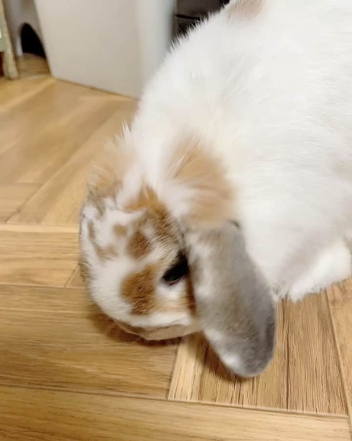 usagraphのインスタグラム：「びっくり一回転！ 2個めの動画でふてくされてますw ＊ ＊ ＊ #うさぎ　#rabbit #bunny #アニマル写真部　＃instabunnies #igersjp  #tokyocameraclub #東京カメラ部  #bunnystagram  #うさぎ部 #ホーランドロップ #hollandlop  #ファインダー越しの私の世界  #myfujilove  #今日もx日和　＃cutepets」