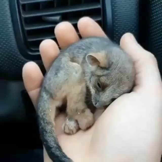 Beautiful Nature & Animalsのインスタグラム：「Baby ringtail possum rescued from the Australian bushfires last year ♥️🙏 By @stornoway_fires」